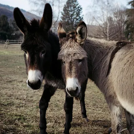 Appartement Alma Botanic House *