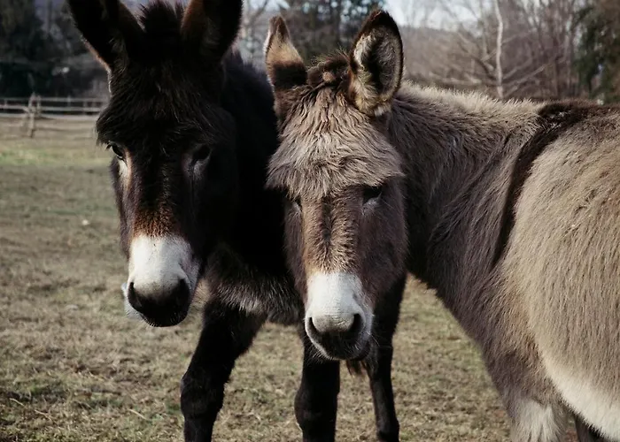 Apartament Alma Botanic House *